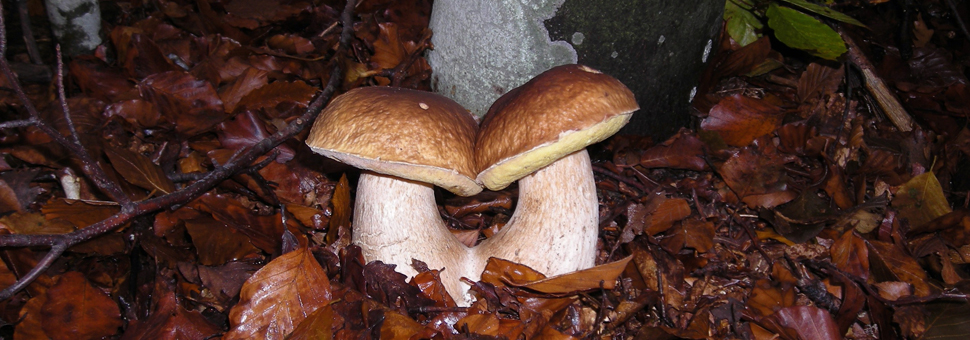 Funghi porcini porcini